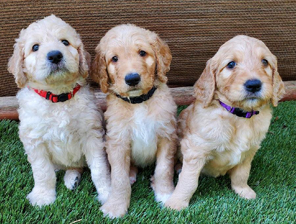 ADORABLE GOLDENDOODLE PUPPIES ADORABLE GOLDENDOODLE PUPPIES