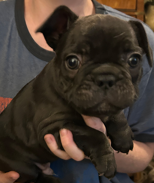 AKC FRENCH BULLDOGS AKC FRENCH BULLDOGS