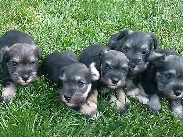 FAMILY RAISED PUREBRED MINIATURE SCHNAUZERS FAMILY RAISED PUREBRED MINIATURE SCHNAUZERS