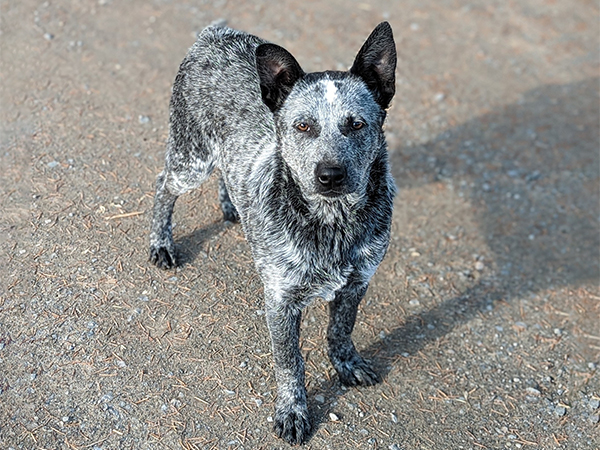 FEMALE BLUE HEELER FEMALE BLUE HEELER