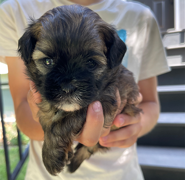 ADORABLE POODLE SHIH TZU MIX PUPPIES ADORABLE POODLE SHIH TZU MIX PUPPIES