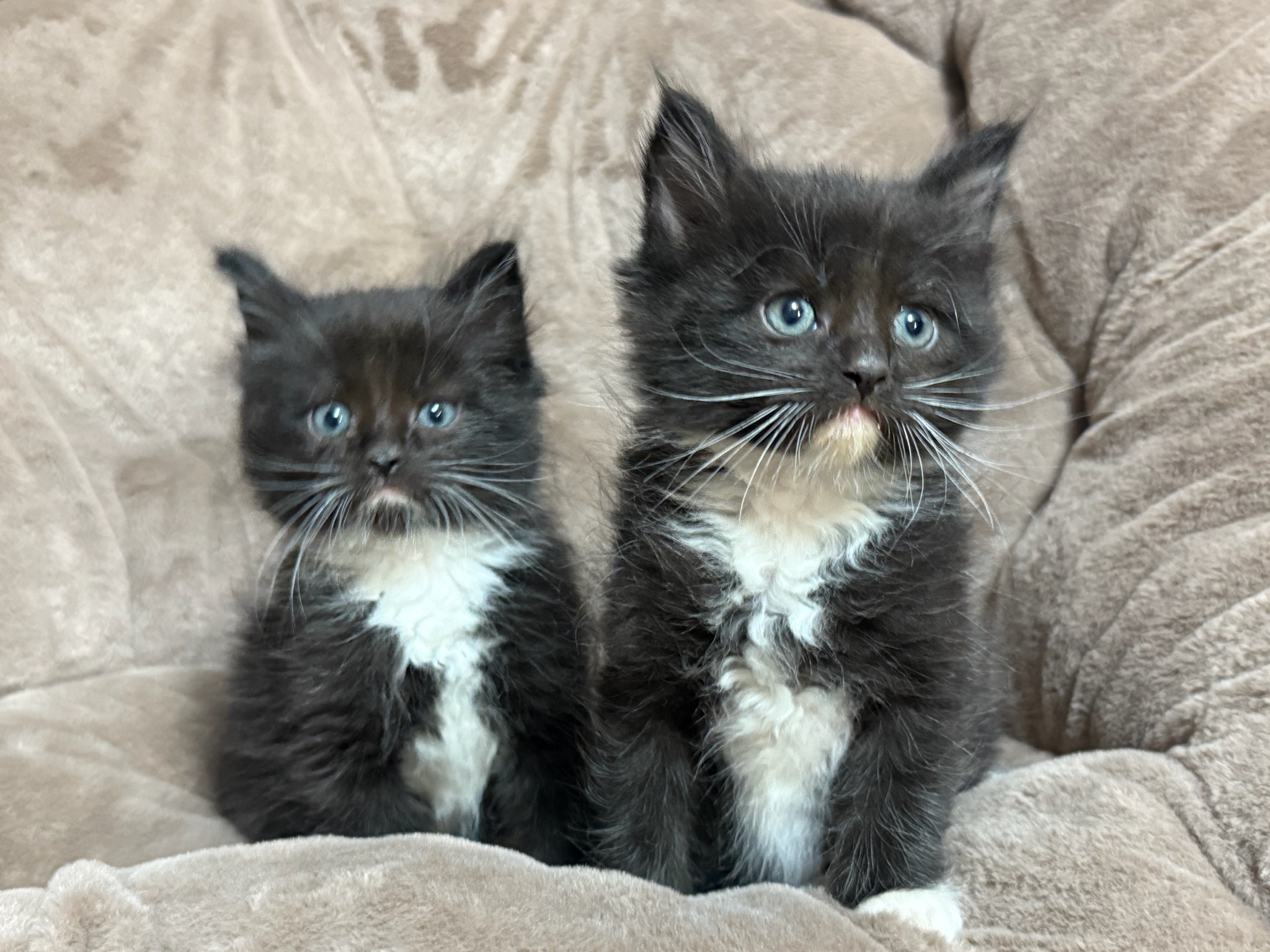 MAINE COON/ RAGDOLL MIX KITTENS MAINE COON/ RAGDOLL MIX KITTENS