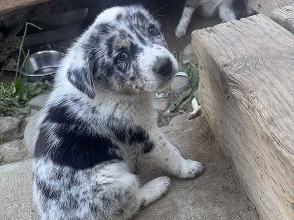 BORDER COLLIE HEELER PUPPIES BORDER COLLIE HEELER PUPPIES