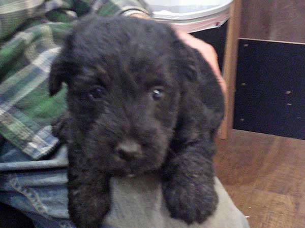 AKC SCOTTISH TERRIER PUPPIES AKC SCOTTISH TERRIER PUPPIES