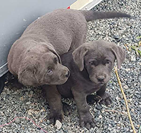 LAB PUPPIES LAB PUPPIES