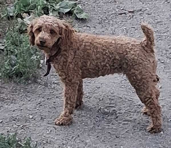 MINIATURE POODLE MINIATURE POODLE