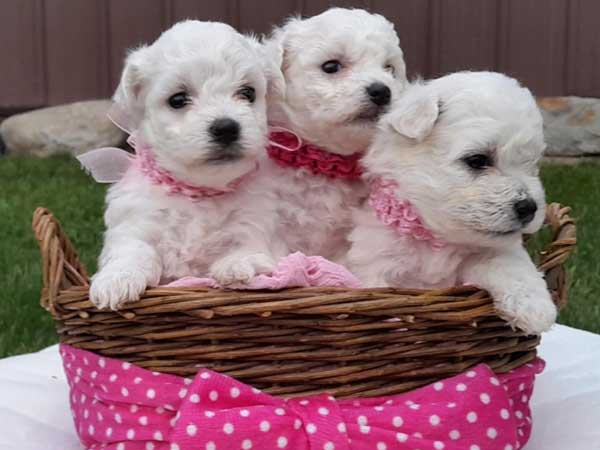 AKC BICHON FIRSE PUPPIES AKC BICHON FIRSE PUPPIES