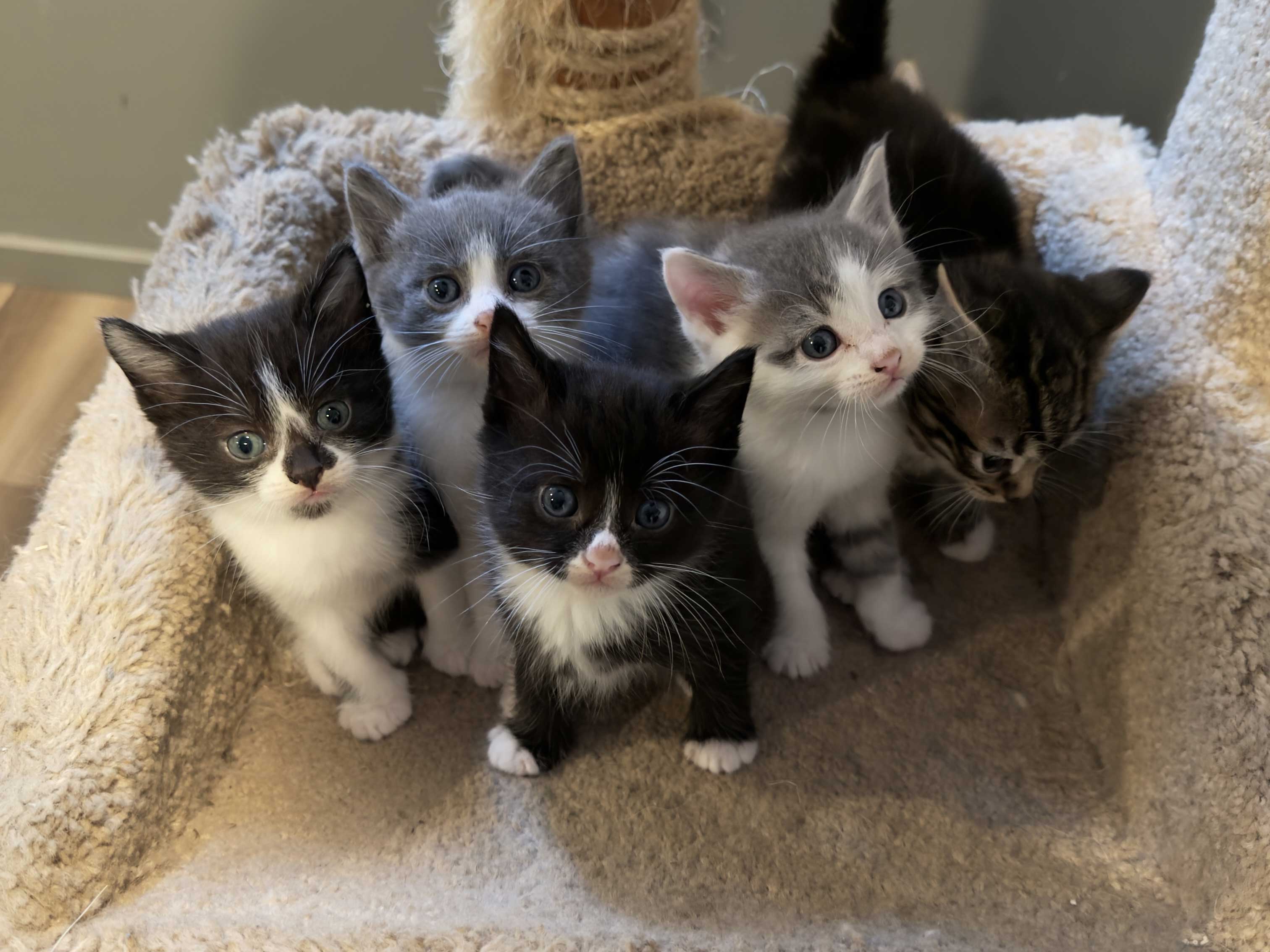 RAGDOLL KITTENS RAGDOLL KITTENS