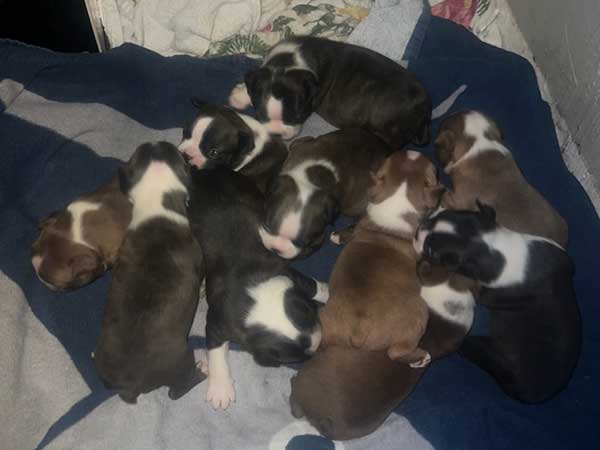 BOSTON TERRIER PUPPIES BOSTON TERRIER PUPPIES