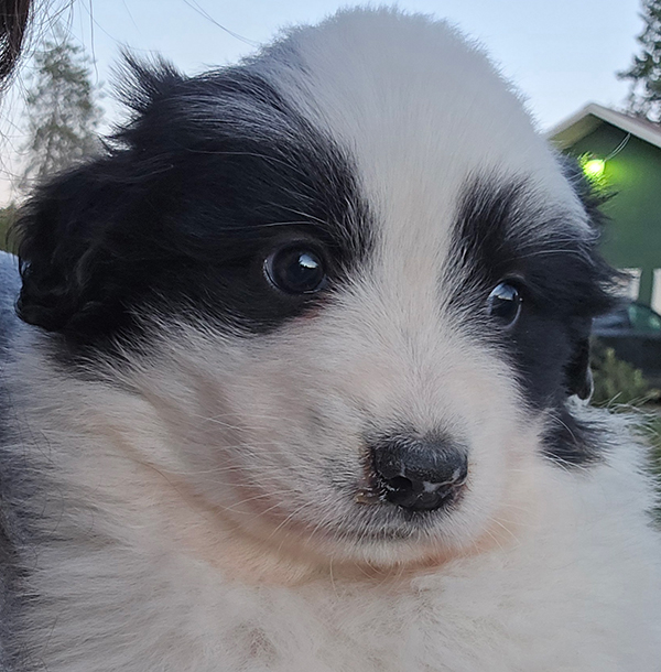 GREAT PYRENEES/ ANATOLIAN PUPPIES GREAT PYRENEES/ ANATOLIAN PUPPIES