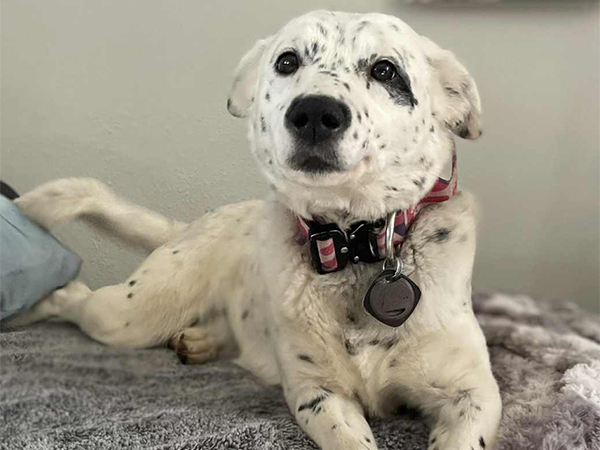 FEMALE CATTLE DOG, READY TO WORK! FEMALE CATTLE DOG, READY TO WORK!