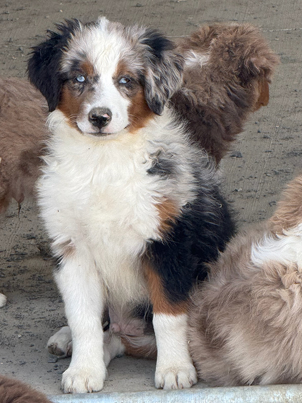 AKC REG. MINIATURE AMERICAN SHEPHERD PUPPIES AKC REG. MINIATURE AMERICAN SHEPHERD PUPPIES