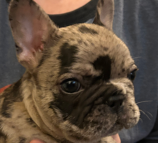 AKC FEMALE FRENCH BULLDOG PUPPY AKC FEMALE FRENCH BULLDOG PUPPY