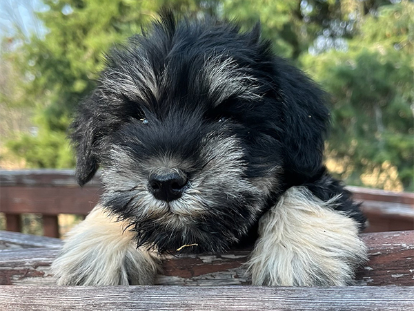 AKC REG. MINI SCHNAUZERS AKC REG. MINI SCHNAUZERS