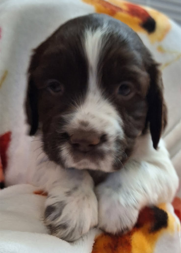 ENGLISH SPRINGER SPANIEL PUPPIES ENGLISH SPRINGER SPANIEL PUPPIES