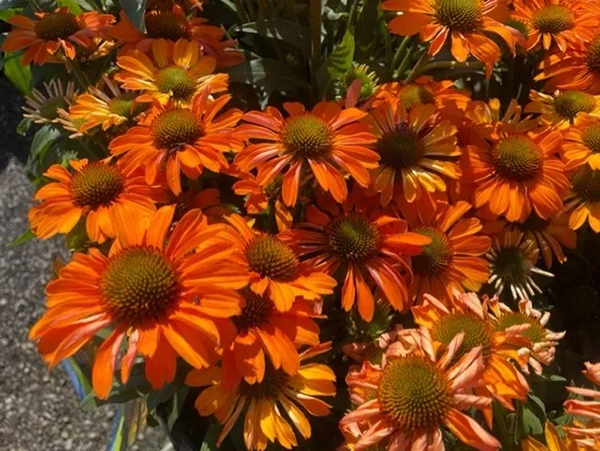 SCOTTS FAMILY TREE NURSERY END OF SUMMER SELL DOWN SCOTTS FAMILY TREE NURSERY END OF SUMMER SELL DOWN