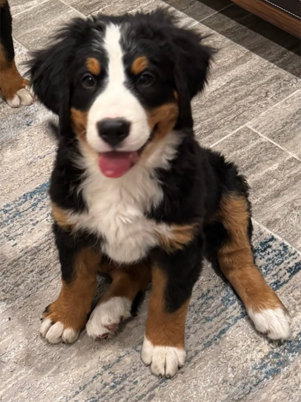 AKC BERNESE MOUNTAIN DOG PUPPIES AKC BERNESE MOUNTAIN DOG PUPPIES