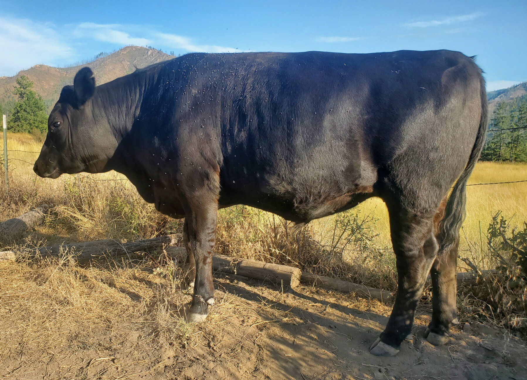 3 ANGUS STEERS TO CHOOSE FROM 3 ANGUS STEERS TO CHOOSE FROM