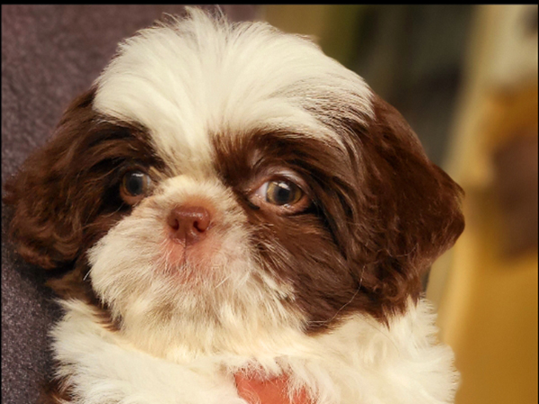 RARE GREEN EYED SHIH TZU PUPPIES RARE GREEN EYED SHIH TZU PUPPIES