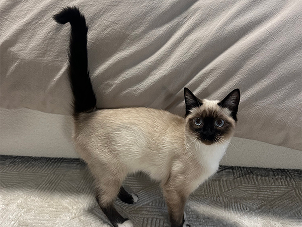RAGDOLL/ SIAMESE MIX RAGDOLL/ SIAMESE MIX