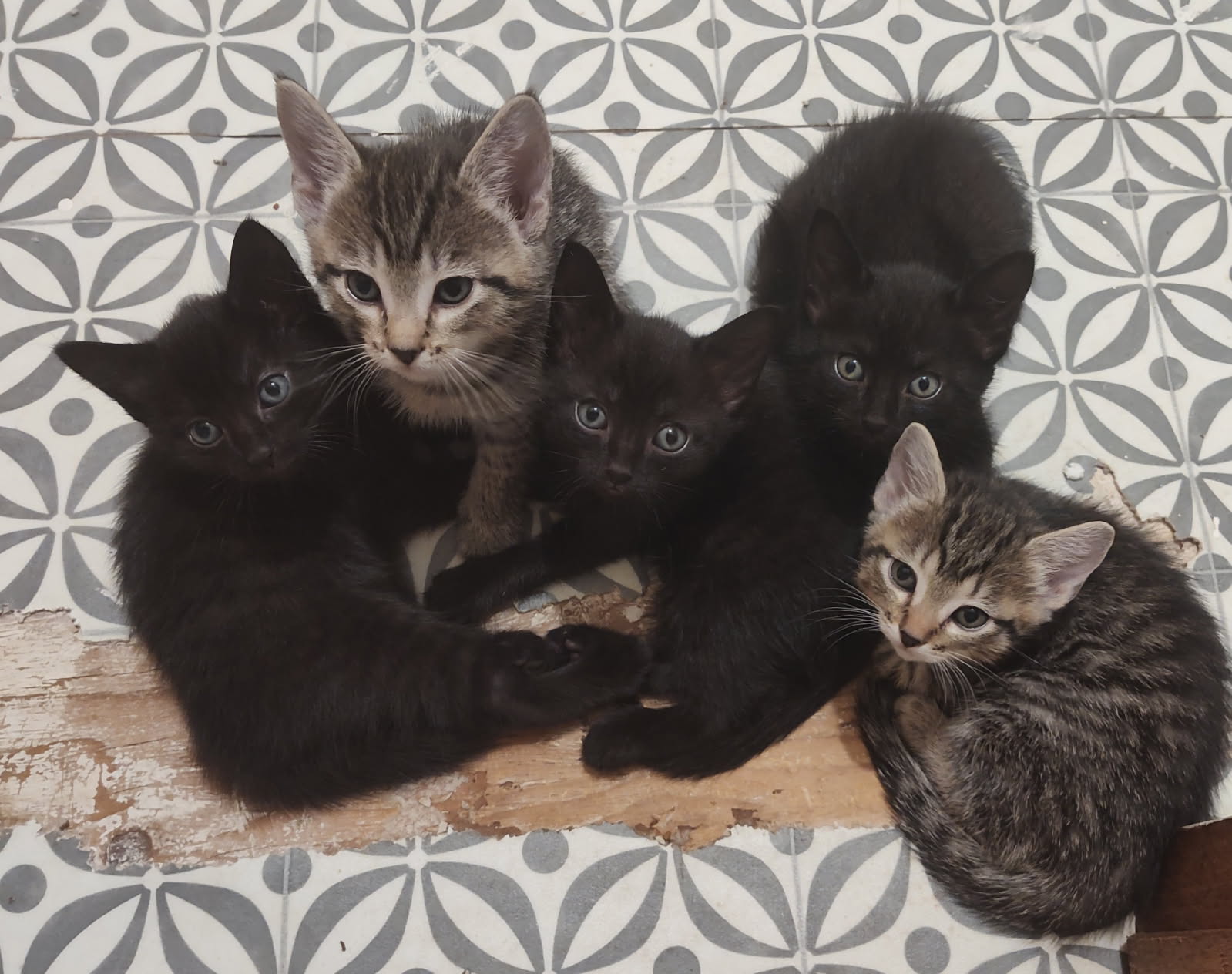 KITTENS KITTENS