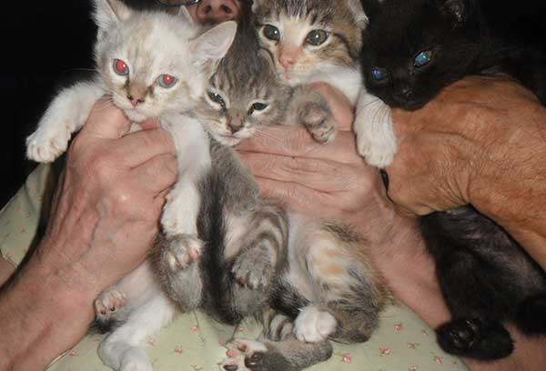 6 WEEK ADORABLE KITTENS BORN ON JULY 15, 6 WEEK ADORABLE KITTENS BORN ON JULY 15,