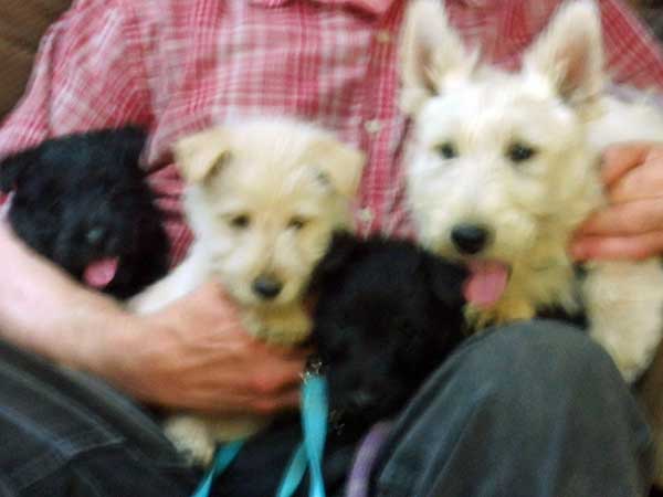 AKC REG. SCOTTISH TERRIER PUPPIES AKC REG. SCOTTISH TERRIER PUPPIES
