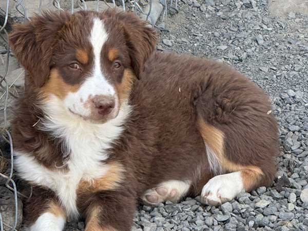 AKC REG. MINIATURE AMERICAN SHEPHERD PUPPIES AKC REG. MINIATURE AMERICAN SHEPHERD PUPPIES