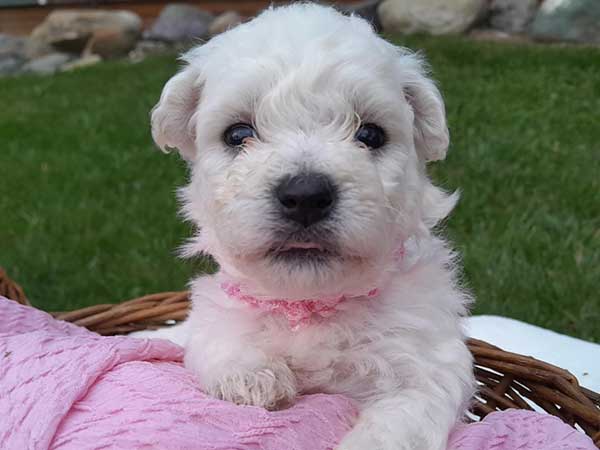 AKC BICHON FRISE PUPPIES AKC BICHON FRISE PUPPIES