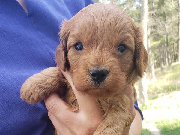 CAVAPOO PUPPIES CAVAPOO PUPPIES