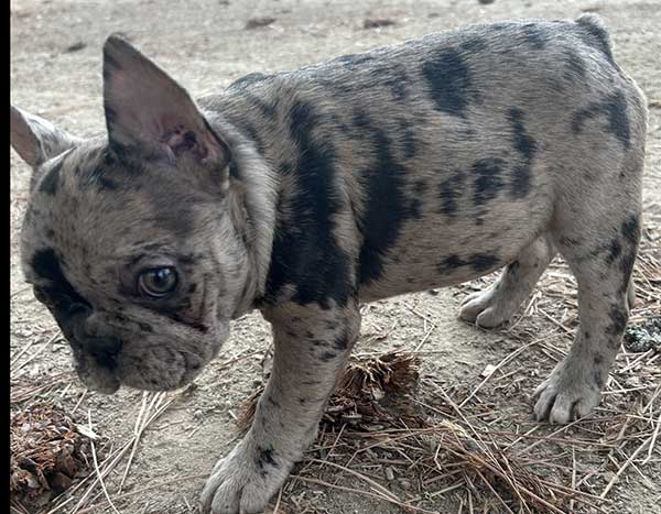 AKC FEMALE FRENCH BULLDOG PUPPY AKC FEMALE FRENCH BULLDOG PUPPY