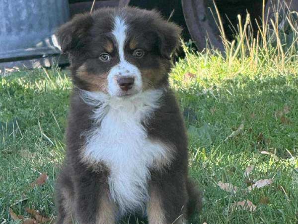 AKC REG. MINI AMERICAN SHEPHERD AKC REG. MINI AMERICAN SHEPHERD