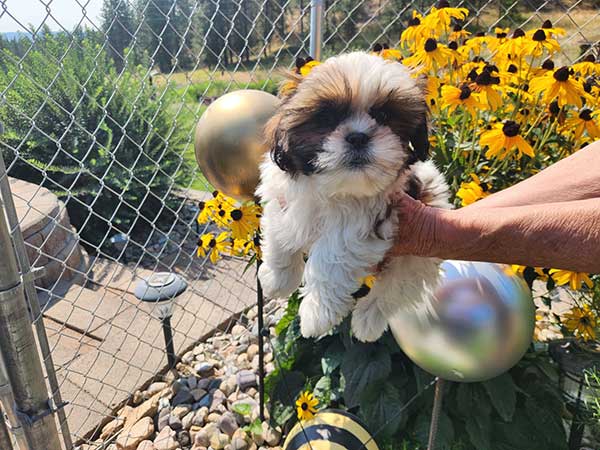 MALTE-TZU PUPPIES MALTE-TZU PUPPIES
