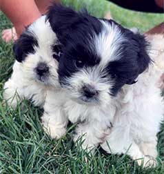 MALE SHIH TZU PUPPIES MALE SHIH TZU PUPPIES