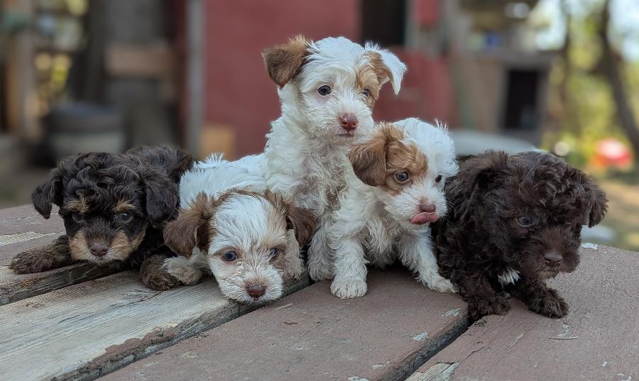 CKC REG. YORKIE POO PUPPIES CKC REG. YORKIE POO PUPPIES