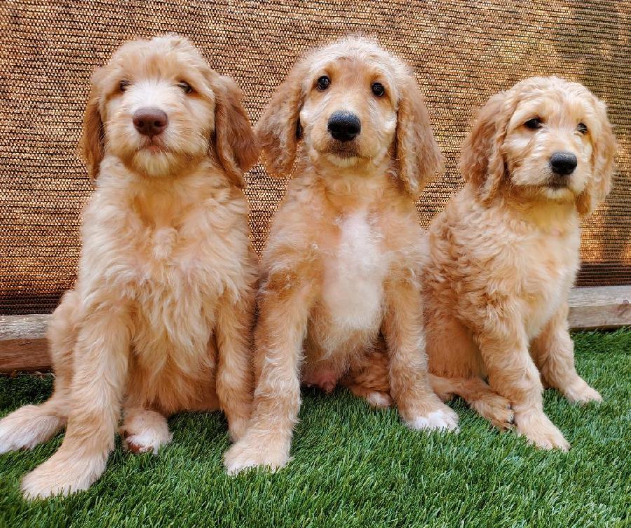 SWEET GOLDEN DOODLES SWEET GOLDEN DOODLES