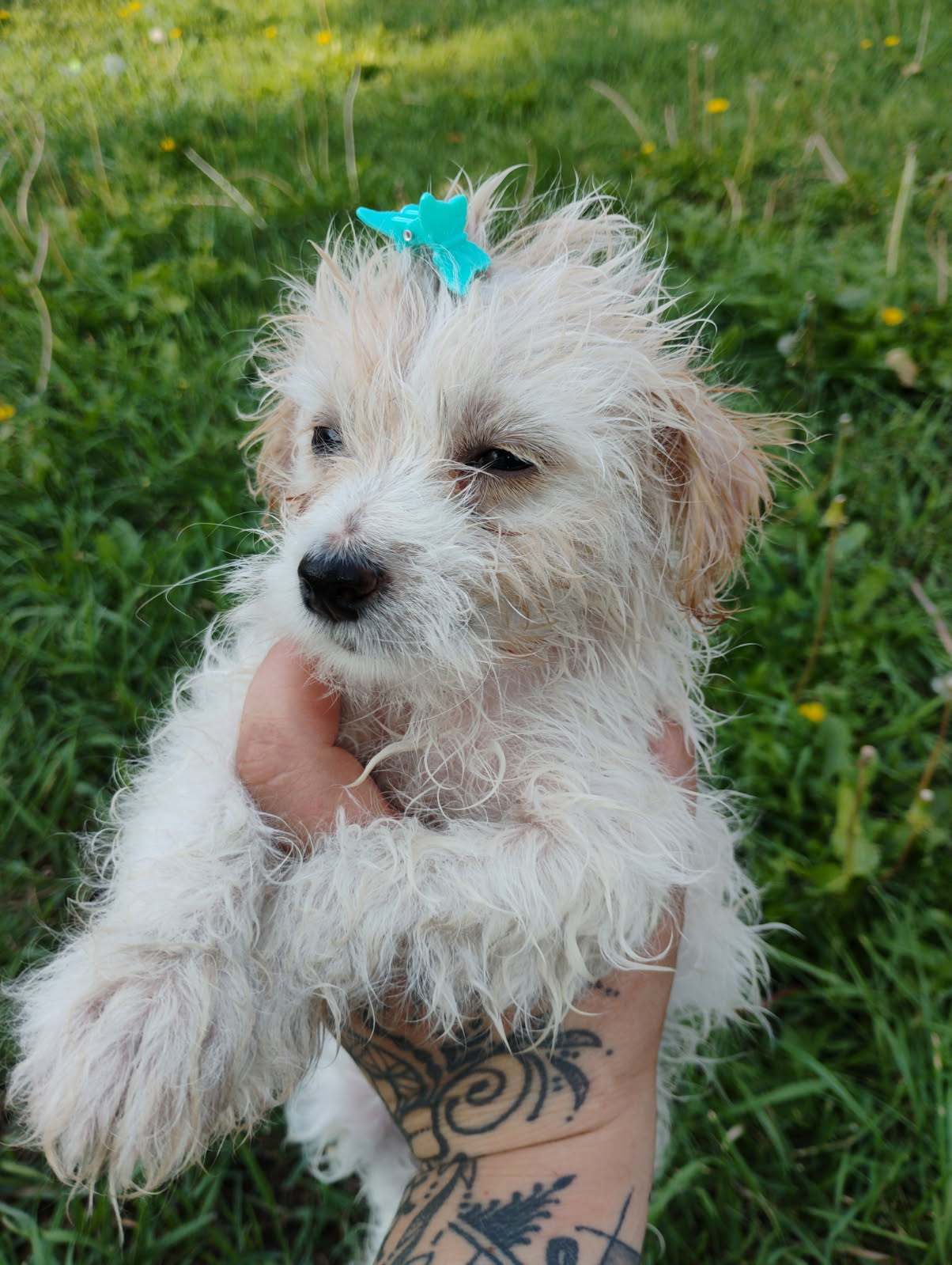 MINI YORKIEPOO PUPPIES MINI YORKIEPOO PUPPIES