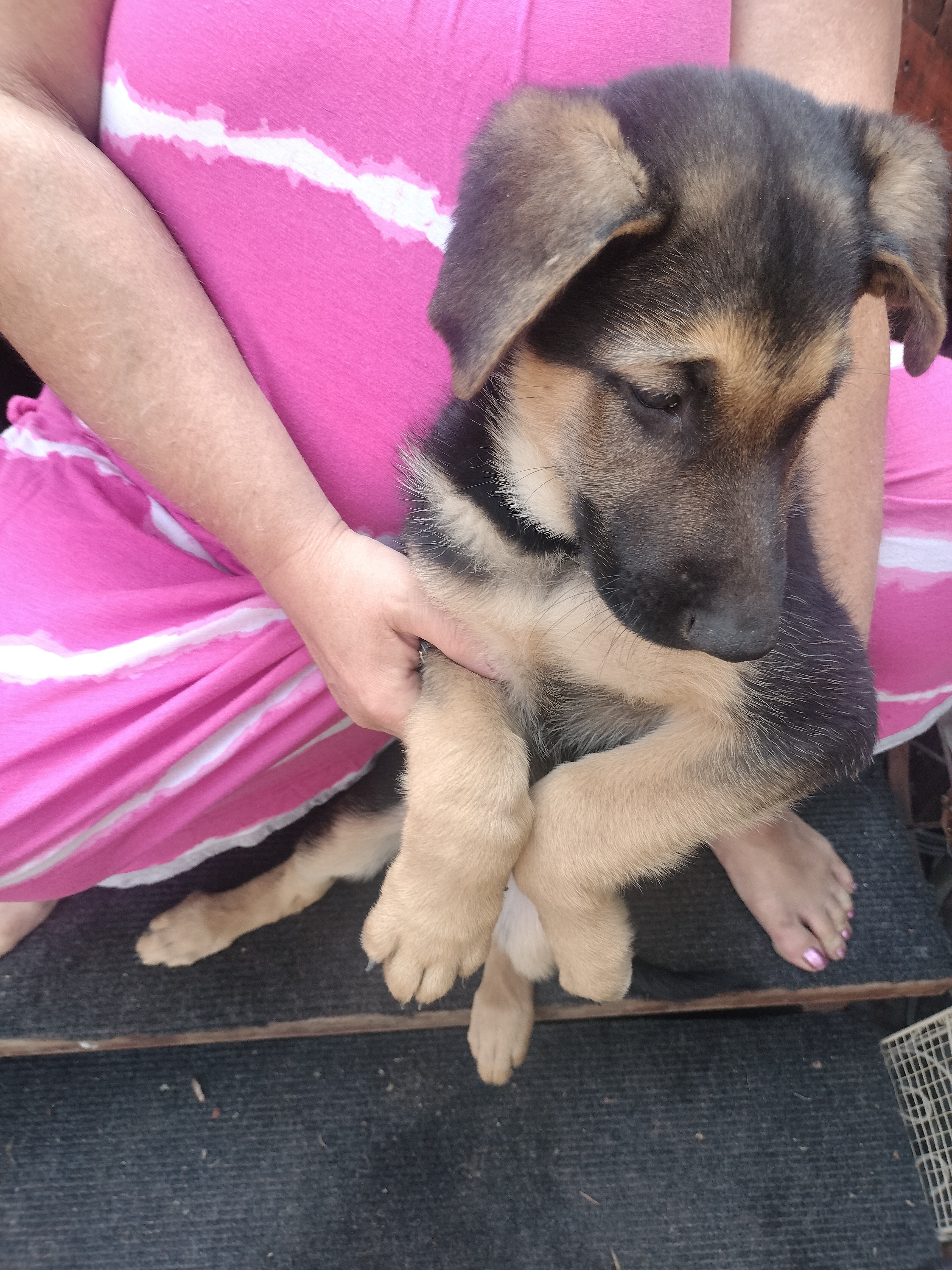 GERMAN SHEPHERD PUPPIES GERMAN SHEPHERD PUPPIES