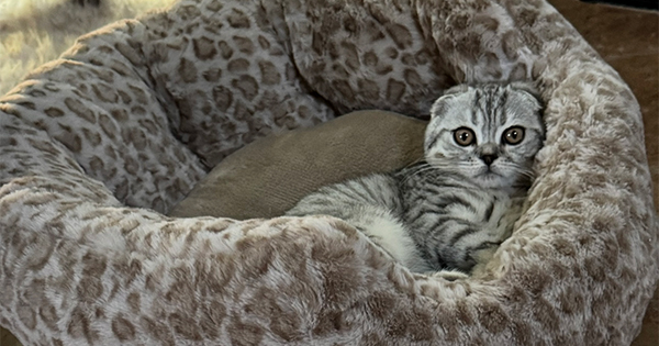 PUREBRED MALE SCOTTISH FOLD PUREBRED MALE SCOTTISH FOLD