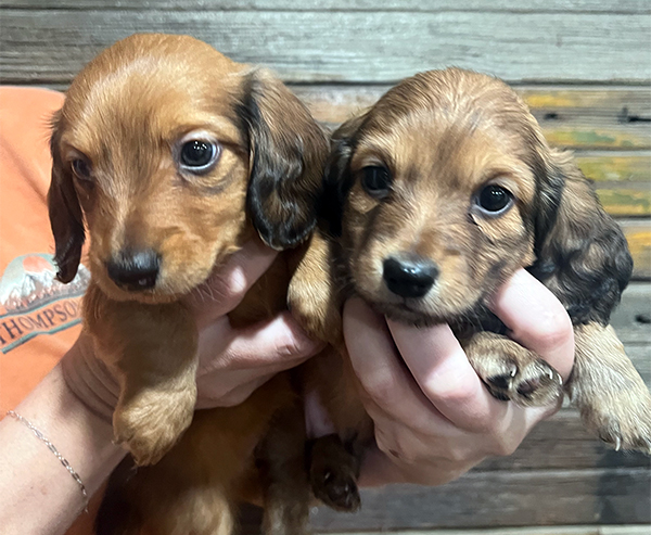 MINI LONG HAIRED DACHSHUND PUPPIES MINI LONG HAIRED DACHSHUND PUPPIES