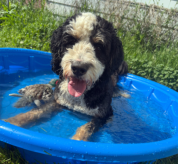 BERNEDOODLE 50% BERNESE MOUNTAIN DOG, 50% POODLE BERNEDOODLE 50% BERNESE MOUNTAIN DOG, 50% POODLE