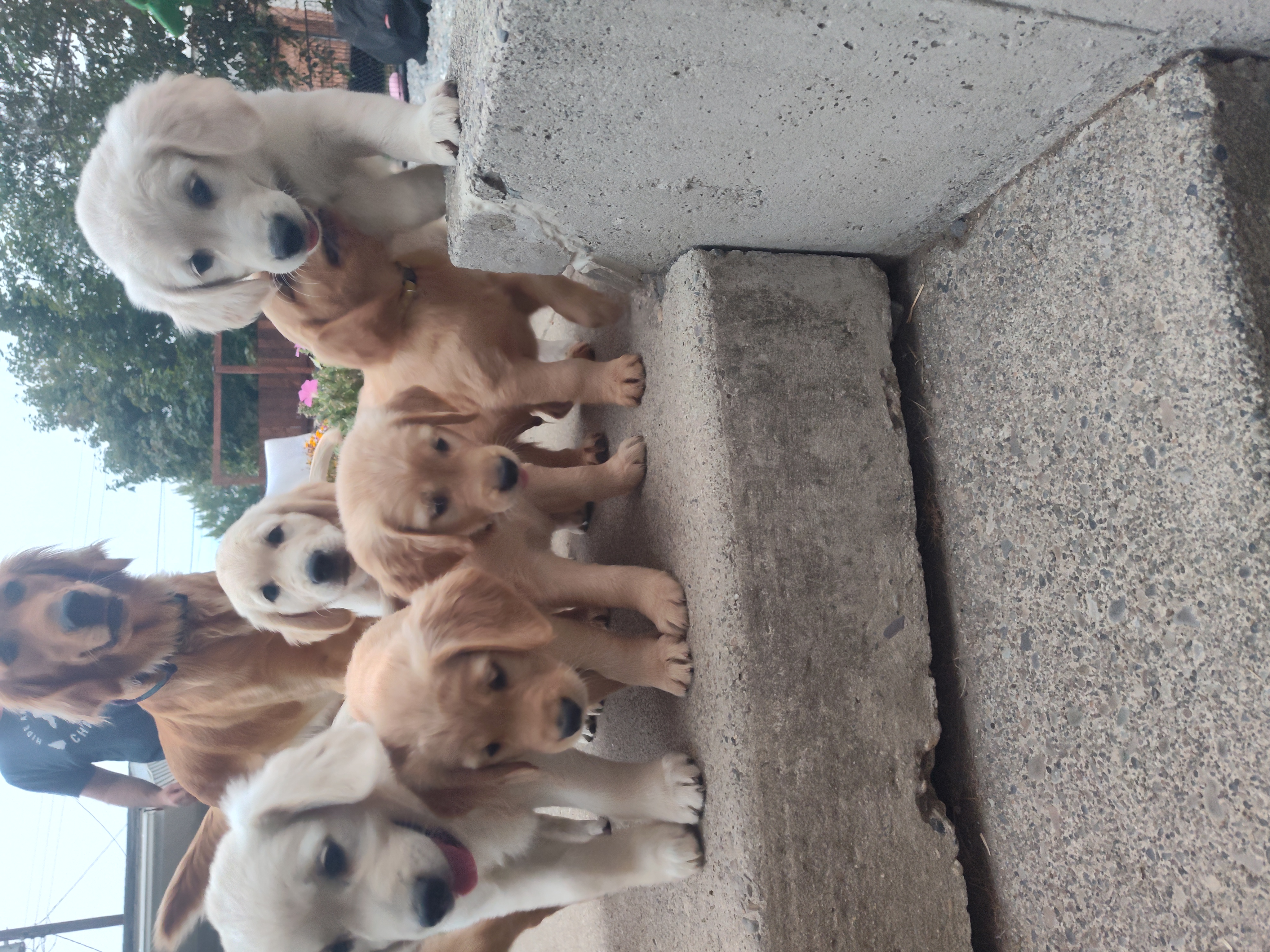 AKC GOLDEN RETRIEVERS AKC GOLDEN RETRIEVERS