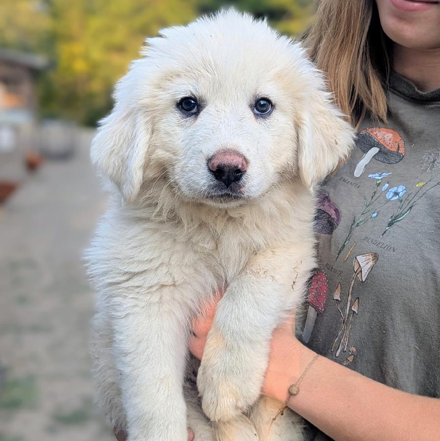 LIVESTOCK GUARDIAN PUPPIES LIVESTOCK GUARDIAN PUPPIES