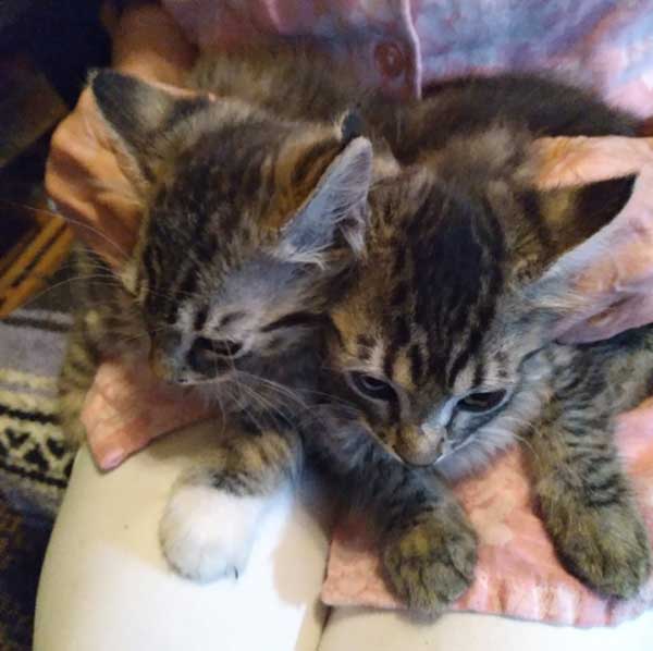 RAGDOLL KITTENS RAGDOLL KITTENS