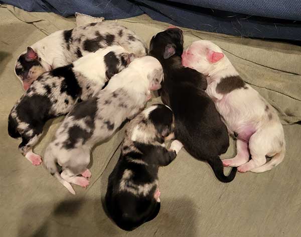 3/4 CORGI, 1/4 MINI AUSSIE PUPPIES 3/4 CORGI, 1/4 MINI AUSSIE PUPPIES