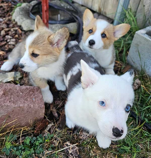 3 AUGGIE PUPPIES 3 AUGGIE PUPPIES