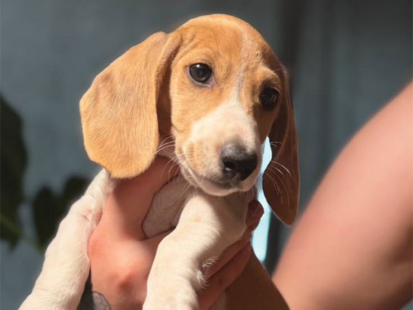 AKC MINIATURE DACHSHUND MALE PUPPY AKC MINIATURE DACHSHUND MALE PUPPY