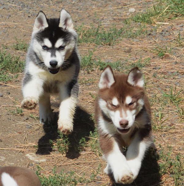 10 HUSKY PUPPIES 10 HUSKY PUPPIES