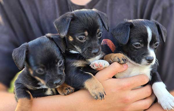 CHIHUAHUA, PUG, COCKAPOO & MORE MIX PUPPIES CHIHUAHUA, PUG, COCKAPOO & MORE MIX PUPPIES