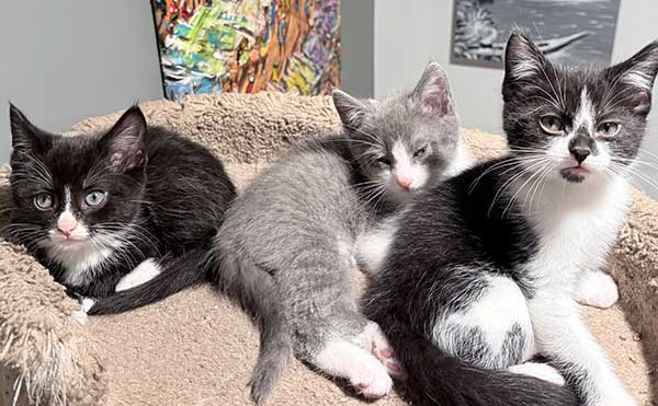 RAGDOLL KITTENS RAGDOLL KITTENS